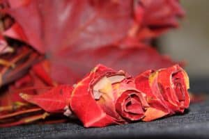 rose made out of maple leaves