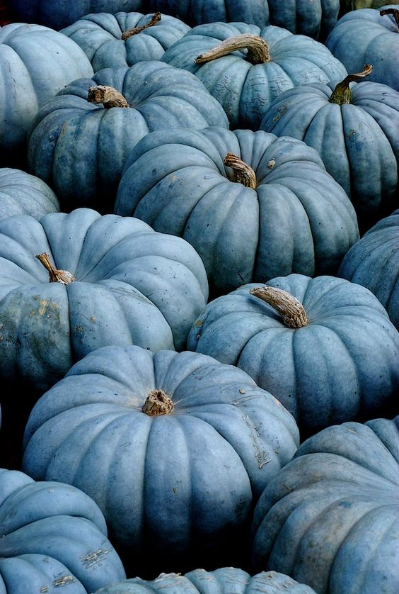 The “Teal” with Pumpkins - MiniOwls Wisen Up Blog