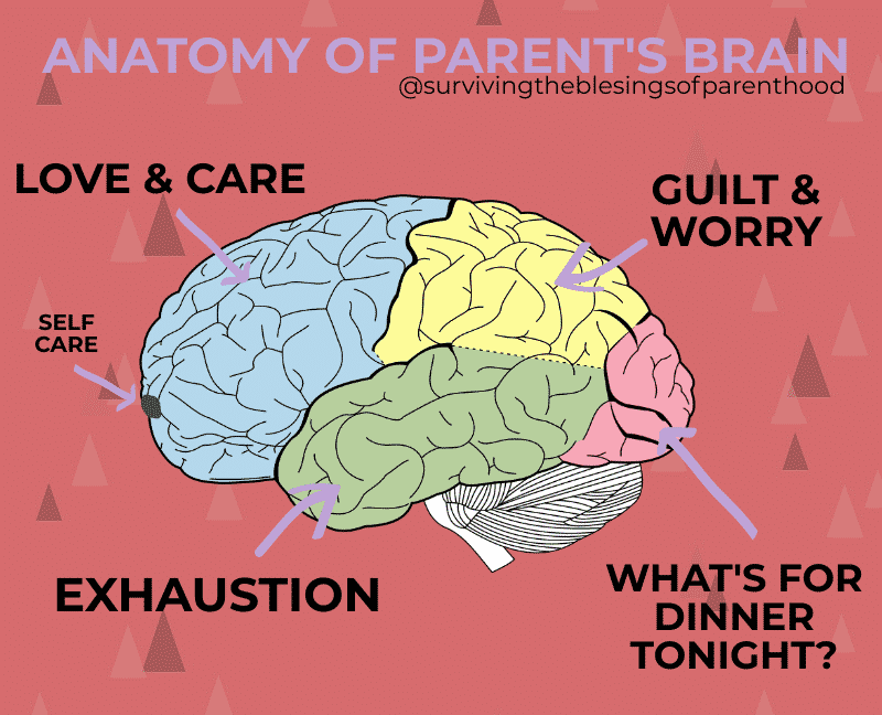 anatomy of parent brain