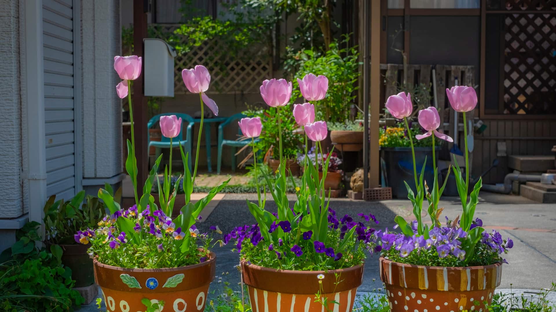 Tulips Blooming In Outdoor Patio Pots