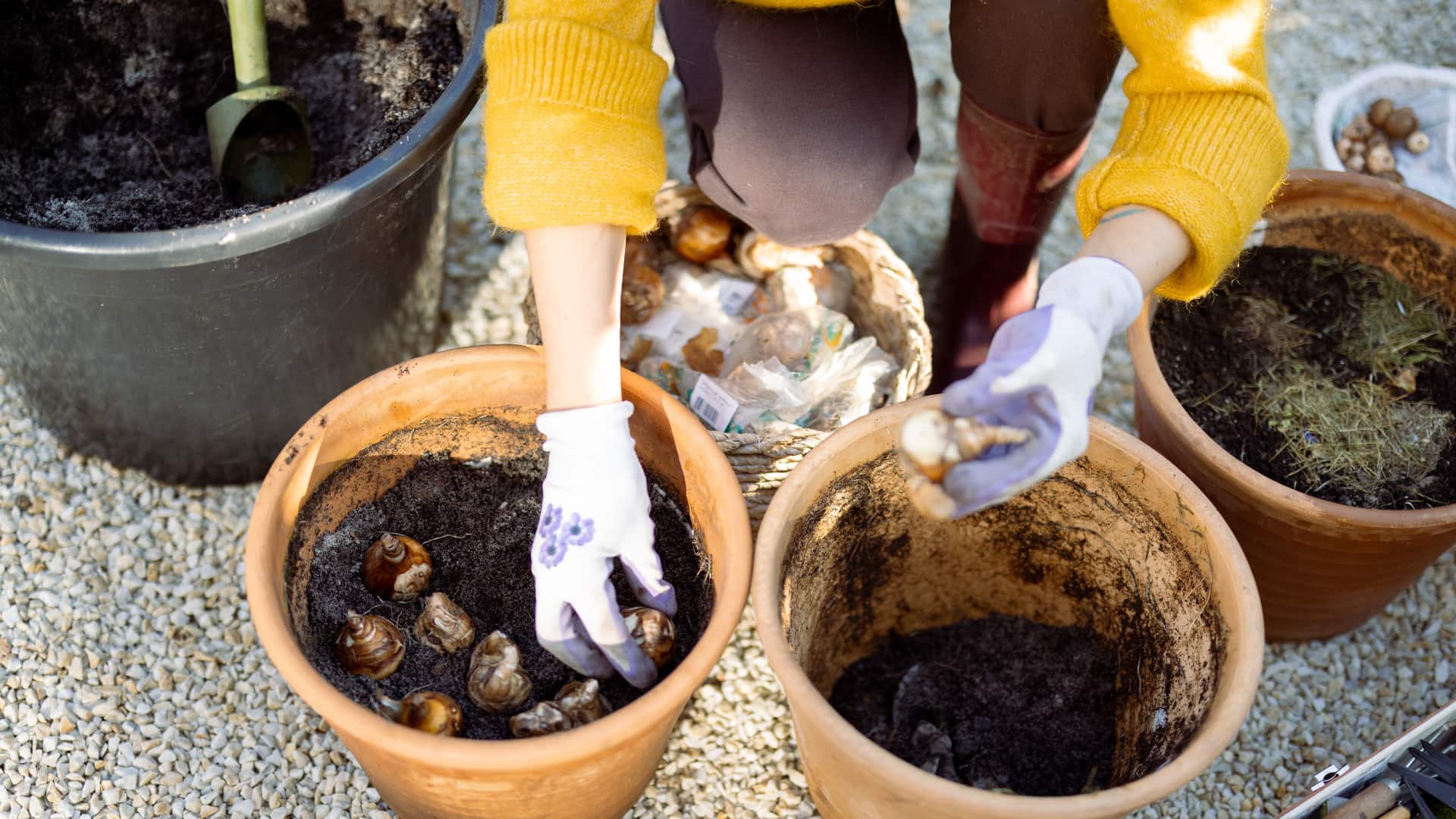  Planting tulip bulbs in pots