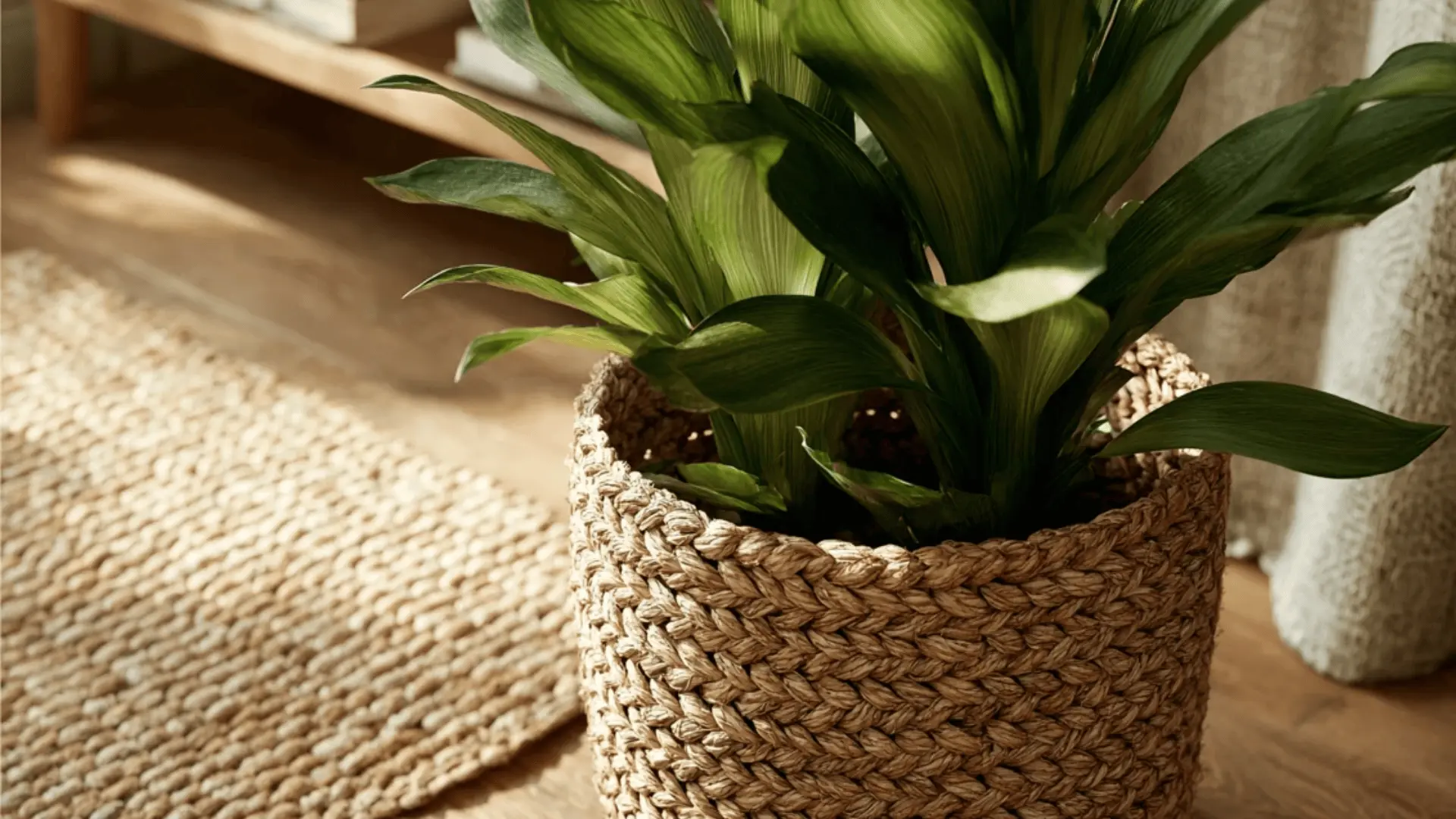 a green plant in a woven rattan planter in a cozy interior.