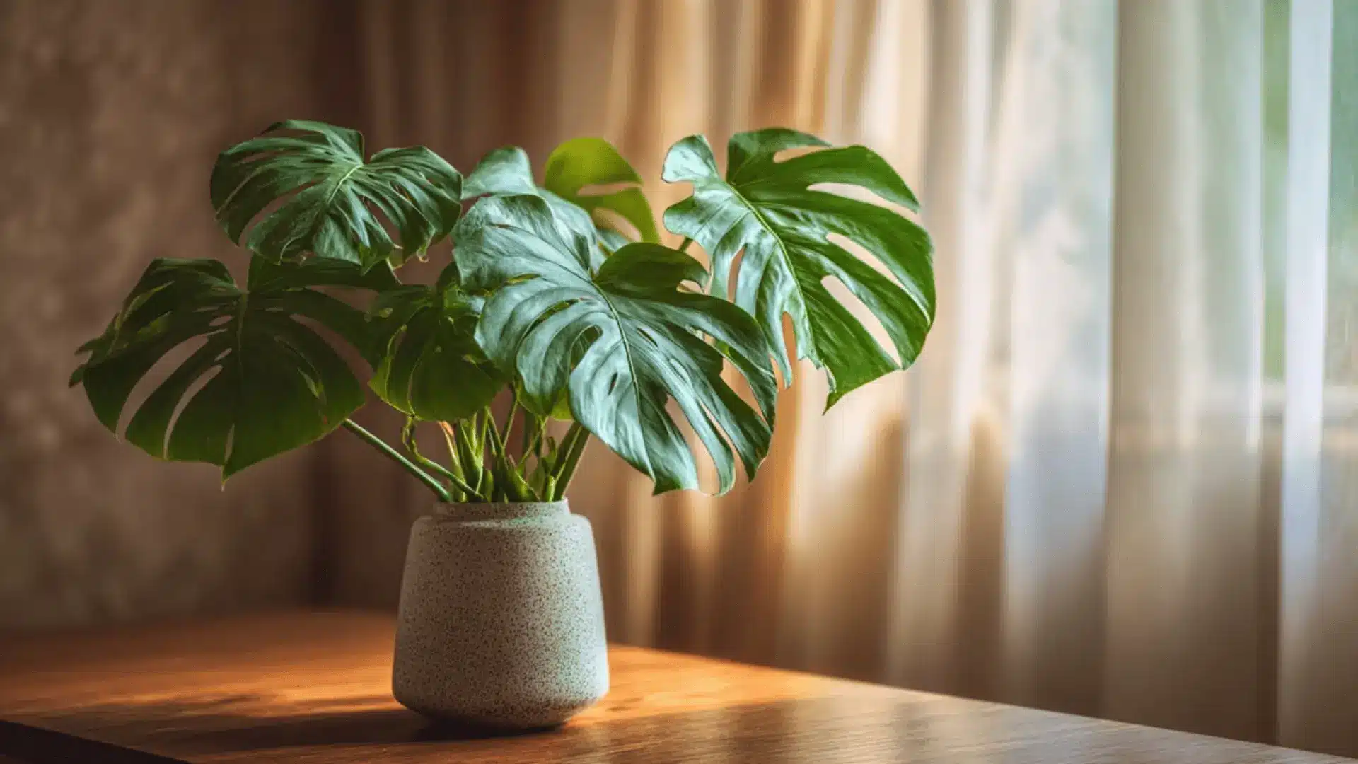 a monstera plant kept on a table in sunlight