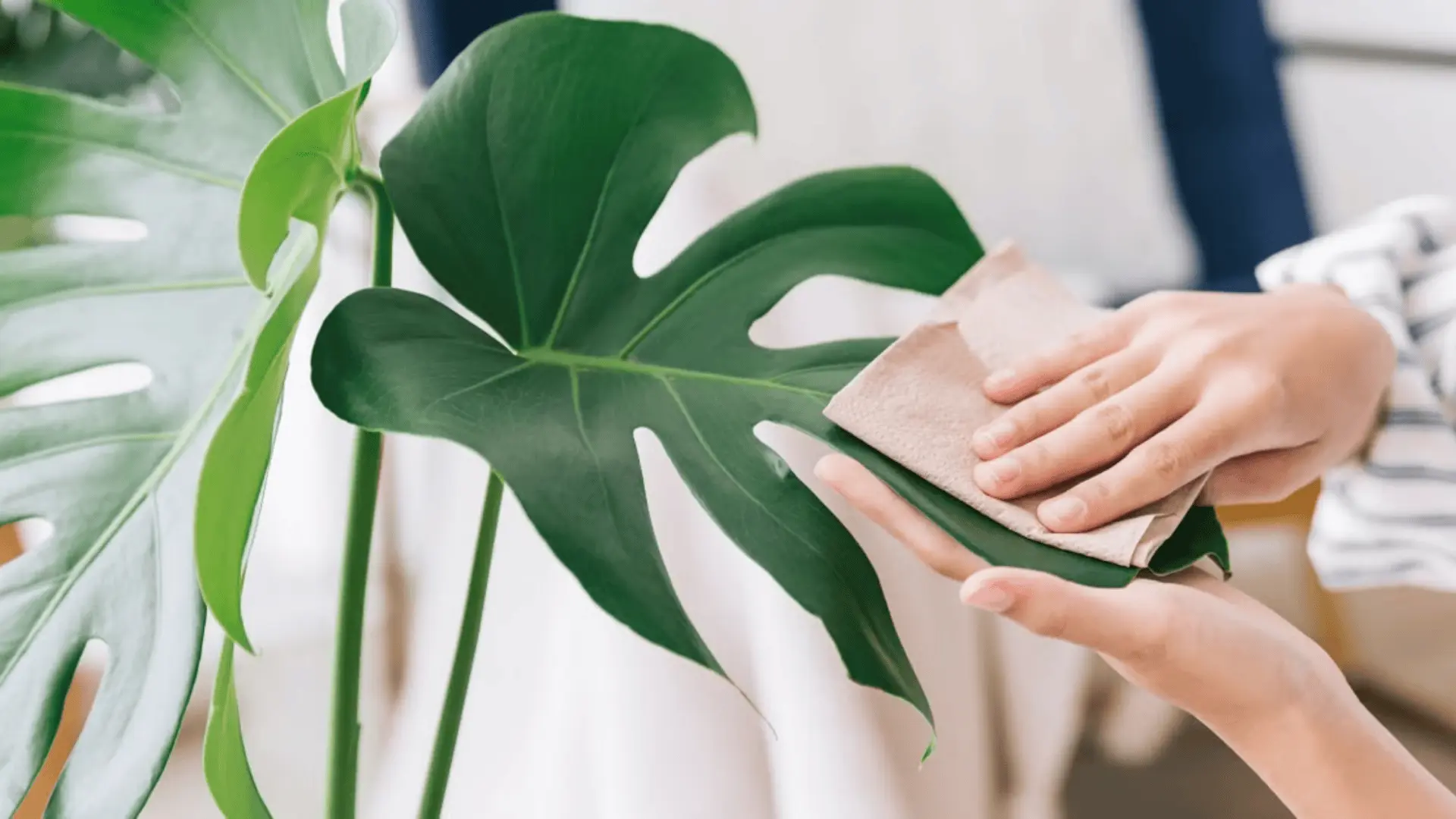 a person cleaning their monstera leaves