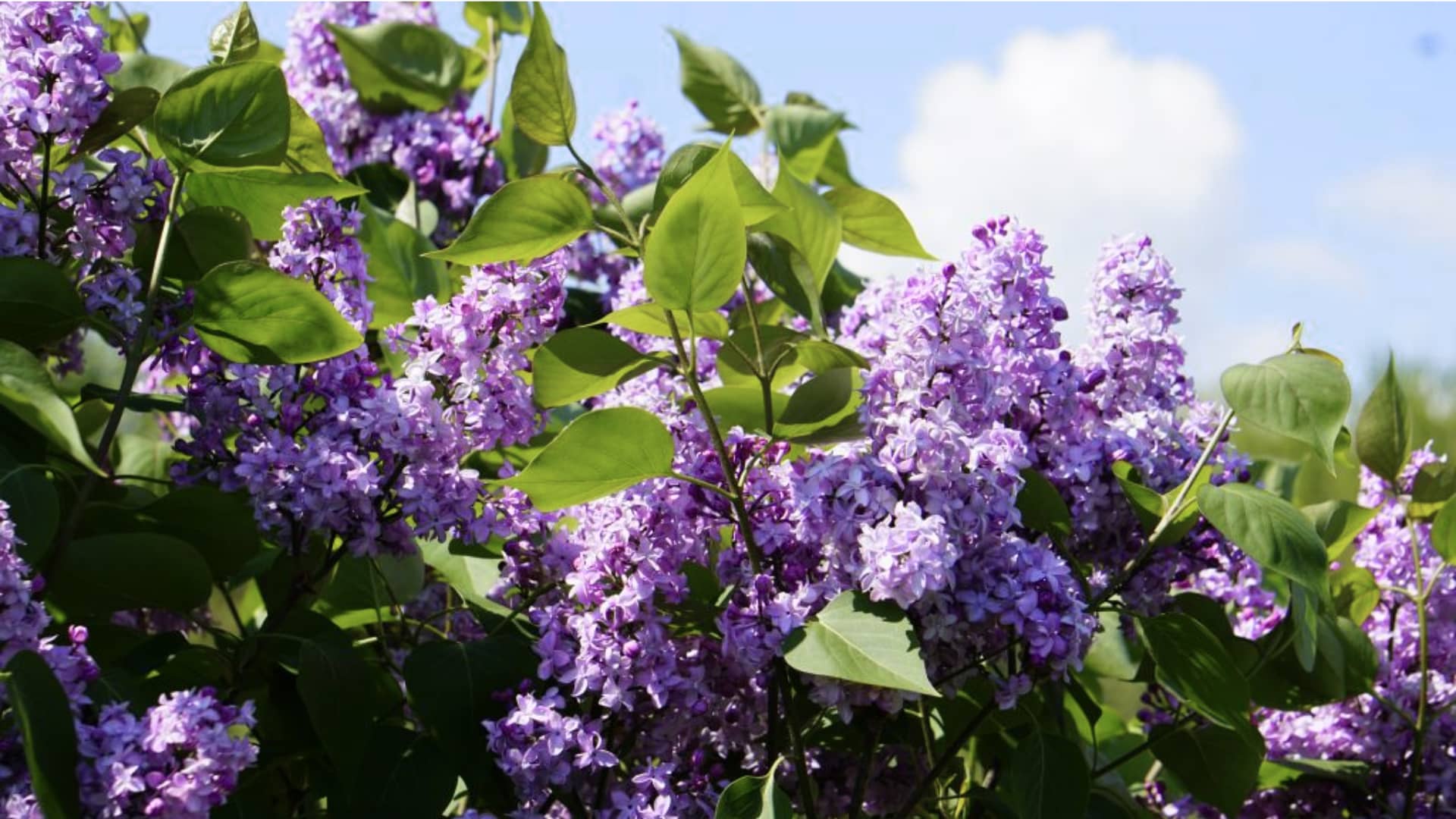 purple lilac flowers green leaves blue sky